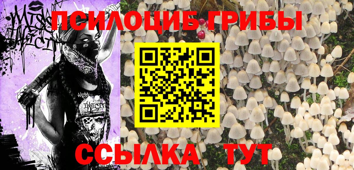 Псилоцибиновые грибы Psilocybe Воркута